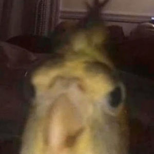 Meet your Posher, Chase